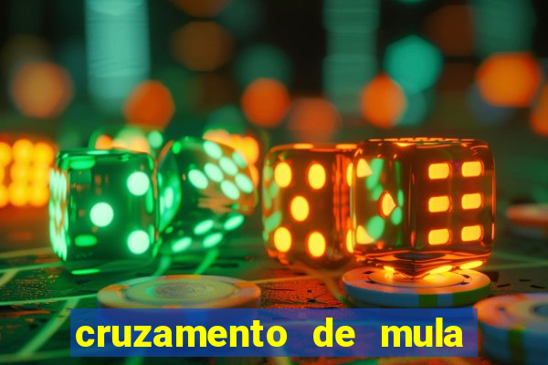 cruzamento de mula com cavalo